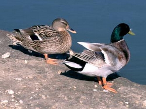 עולם האווז- מהביצה לאפרוח